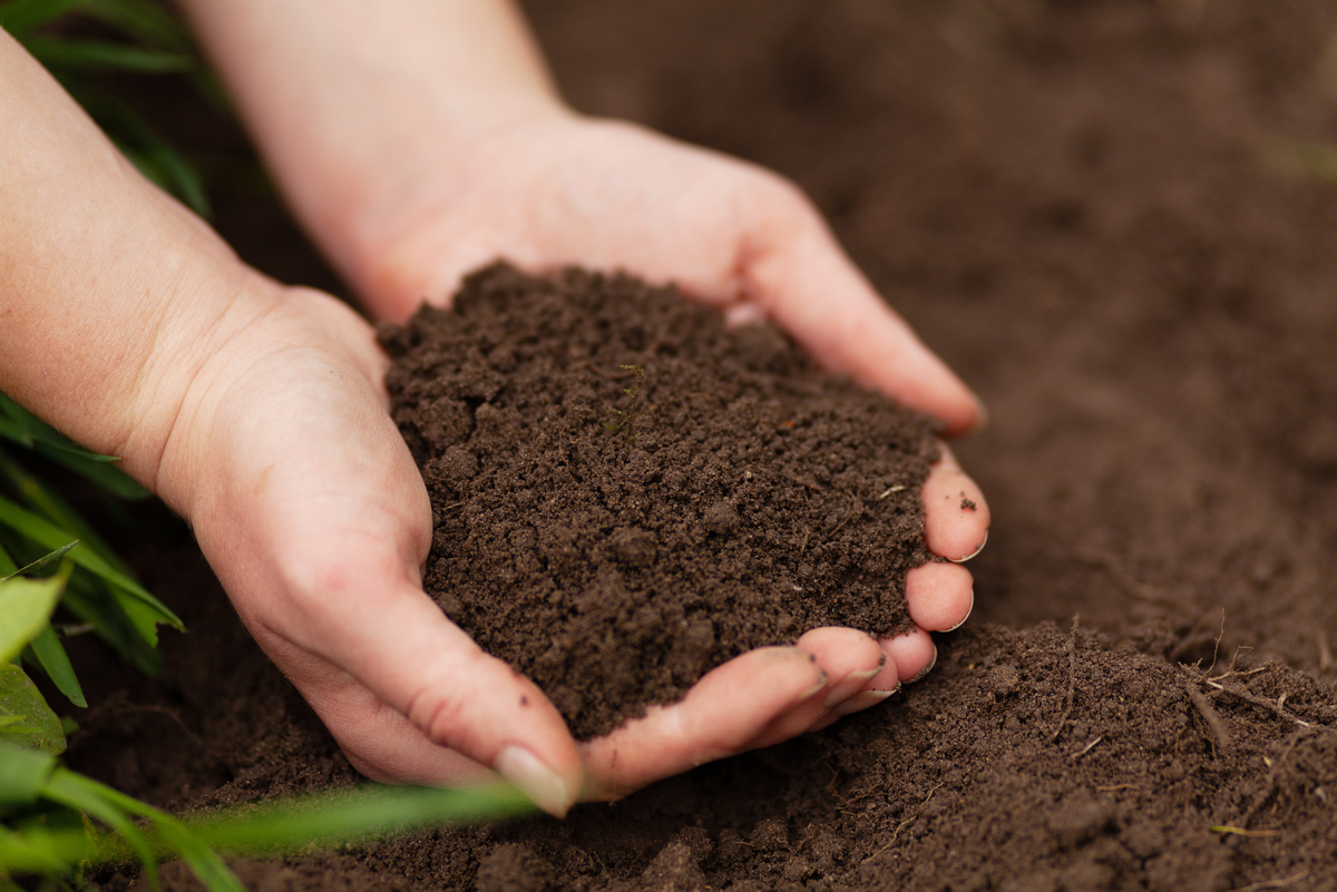 Organic ground. Black fertile soil in the hands. Fertilizing the dirt